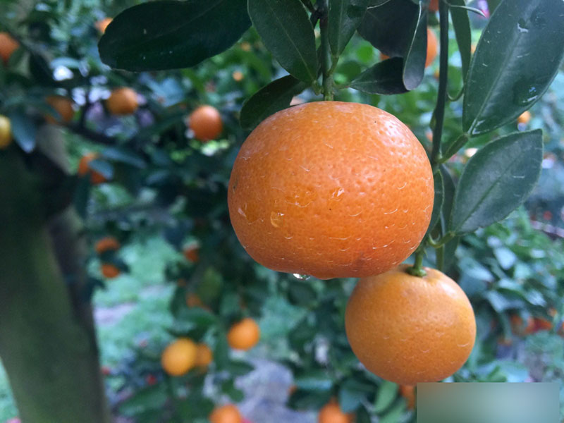 Một cây vàng không mua nổi cây quất trưng Tết tại vỉa hè Sài Gòn